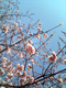大観桜